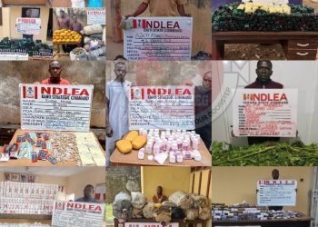 NDLEA Destroys 178,000kg Cannabis in Taraba Forest, Arrests 75-Year-Old Grandpa, Intercepts Millions of Opioid Pills Nationwide