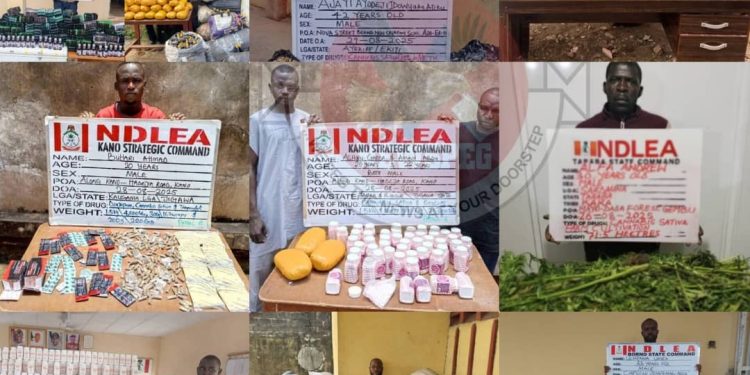 NDLEA Destroys 178,000kg Cannabis in Taraba Forest, Arrests 75-Year-Old Grandpa, Intercepts Millions of Opioid Pills Nationwide