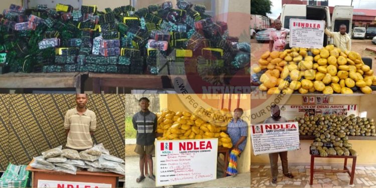 NDLEA Storms Drug Networks: Kingpin Arrested, ₦8bn Worth of Narcotics Seized Across Nigeria