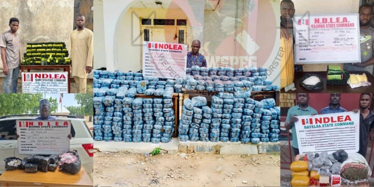 NDLEA Arrests Two Drug Kingpins in Lagos, Intercepts Bandits’ Suppliers in Borno, Yobe, Destroys 24,146kg Skunk in Edo Forests