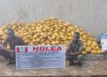 US, UK, DRC-Bound Illicit Drug Consignments Intercepted in Frozen Snails, Electrical Bulbs
