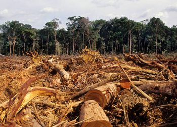 Deforestation Threatens Women’s Livelihood In Niger Delta – New Report