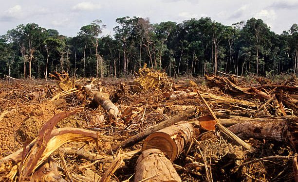 Deforestation Threatens Women’s Livelihood In Niger Delta – New Report