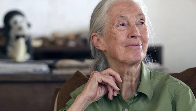 CISLAC/TI-Nigeria Mourns Dame Jane Goodall, Celebrates Her Global Legacy