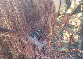Troops Ambush Terrorists in Borno, Kill 10, Recover Weapons in Renewed Offensive