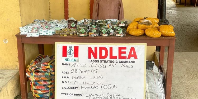 NDLEA Uncovers Fake Medicinal Cannabis Syndicate in Lagos, Warns Public Against Deadly Substances
