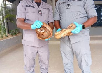 NCS Foils Wildlife Trafficking, Rescues Live Pangolins in Kano–Jigawa Axis Operation