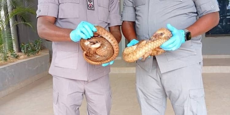 NCS Foils Wildlife Trafficking, Rescues Live Pangolins in Kano–Jigawa Axis Operation