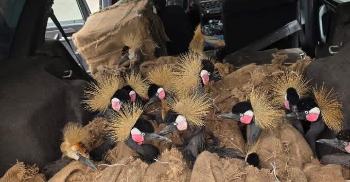 Customs intercepts endangered wildlife, smuggled goods worth ₦12.7m in Maiduguri
