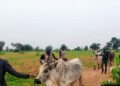 Troops Foil Bandits’ Livestock Rustling Operation, Recover 147 Animals in Kano