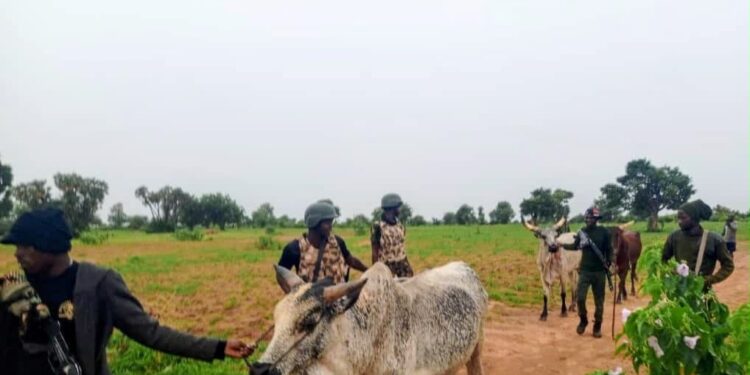 Troops Foil Bandits’ Livestock Rustling Operation, Recover 147 Animals in Kano