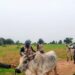 Troops Foil Bandits’ Livestock Rustling Operation, Recover 147 Animals in Kano