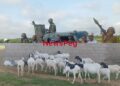 Troops Rescue Nine Abductees as Terrorists Abandon 56 Rustled Livestock