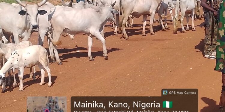 Troops Of Operation FANSAN YAMMA Disrupt Terrorists, Rescue Victims In Kaduna, Kano