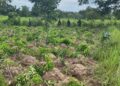 Troops Thwart Armed Herders’ Assault On Benue Village