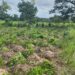 Troops Thwart Armed Herders’ Assault On Benue Village