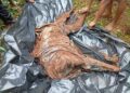 Military Intelligence Leads to Recovery of Slain Community Leader’s Remains in Imo Forest