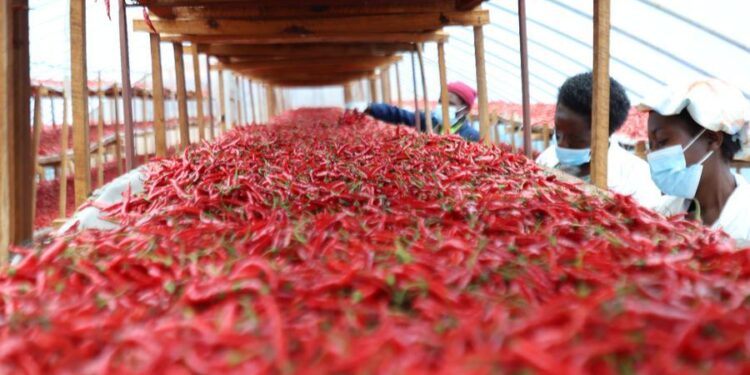 China-Africa Zero-Tariff Policy Opens New Trade Opportunities, Drives African Value Addition