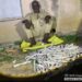 Troops Neutralize Terrorists, Intercept 180 Explosives In Zamfara