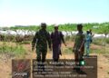 Troops Recover Over 500 Rustled Cattle, Disperse Terrorists In Kaduna