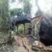 Navy Targets Oil Theft Infrastructure, Discovers 99,000 Litres Of Suspected Stolen Products