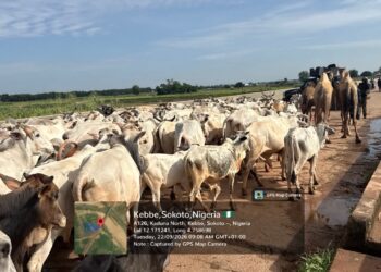 Troops Recover Scores Of Rustled Cattle After Foiling Terror Attack In Sokoto