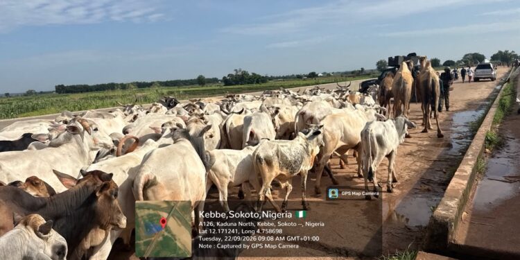 Troops Recover Scores Of Rustled Cattle After Foiling Terror Attack In Sokoto