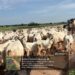 Troops Recover Scores Of Rustled Cattle After Foiling Terror Attack In Sokoto