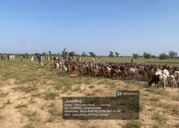 Troops Overpower Terrorists In Zamfara Ambush, Recover 520 Livestock In Sokoto
